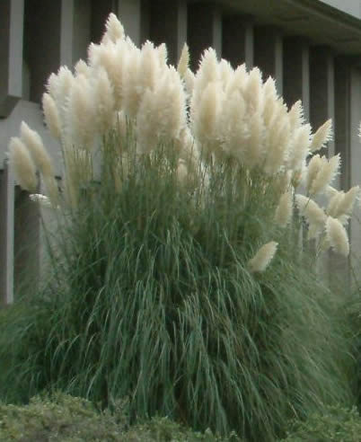 cortaderia selloanaa